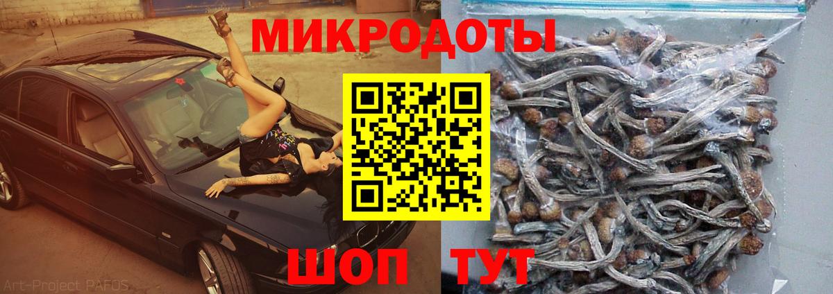 Галлюциногенные грибы Psilocybe Новокузнецк